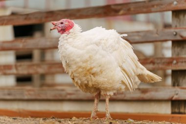 Köydeki Türkiye 'nin seçici odak noktası. Kümes hayvanları, banliyö yaban hayatı