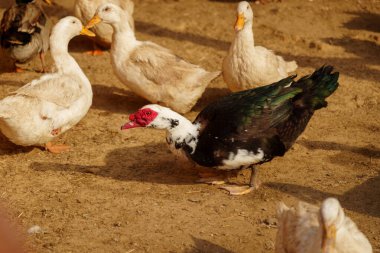 Çarpıcı kırmızı gagalı, Moskovalı ördek, benzersiz ve canlı özelliklerini bir çiftlik ortamında sergiliyor..