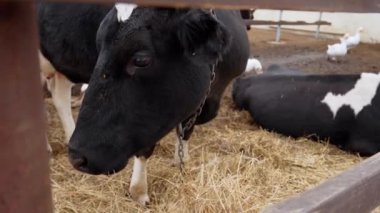 Siyah beyaz süt ineği doğrudan kaleminden izleyiciye bakıyor.