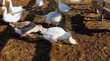 Canlı kazların doğal ortamlarında dolaştığı çiftlikte güneşli bir gün..