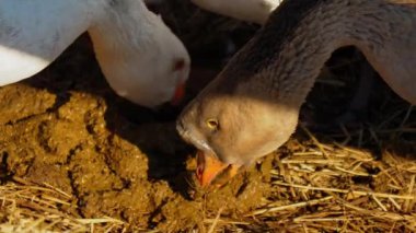 Kazlar, güneşli öğleden sonra ışığı altında doğal yaşam alanlarını keşfederken huzurlu bir çiftlikte özgürce dolaşırlar.