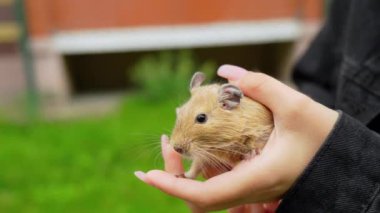 Çevresi yeşilliklerle çevrili ev yapımı küçük bir sincap tutuyor.