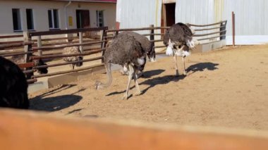 Devekuşları güneşli bir avluda özgürce dolaşır, sıcak bir öğleden sonra uzun bacaklarını ve eşsiz tüylerini sergilerler.