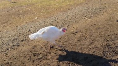 Türkiye, güneşli bir sonbahar gününde güneşli bir tarlada özgürce dolaşıyor