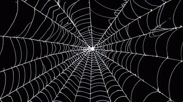 Griezelige Spinnenwebben Silhouet Geïsoleerd Zwart Stockfoto