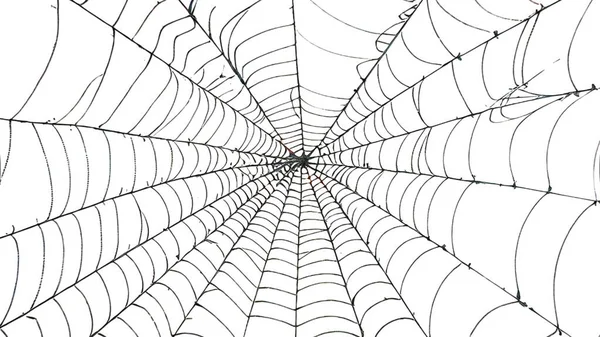 stock image Round whole spider web isolated on white background. Halloween spiderweb element.