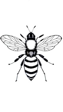 Beyaz arka planda arı. Vektör çizimi. Siyah ve beyaz.