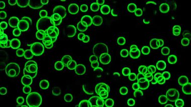 Yeşil soyut çemberler. Bu görüntüler bir sonraki kurgunda, projende ya da filminde harika görünecek. Projenizin üretim değerini bir seviye yükseltin.