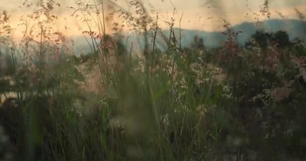Gröna Löv Växter Fält Odling Majsväxter Majsplantage Vid Solnedgång Blad — Stockvideo