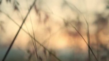 Yeşil yapraklar tarlada bitkiler. Mısır tarlası bitkileri. Güneş batarken mısır tarlası. Güneş batarken mısır yaprakları. Tarım konsepti. Tarım çiftliğinde yeşil yapraklar. Mısır tarlası