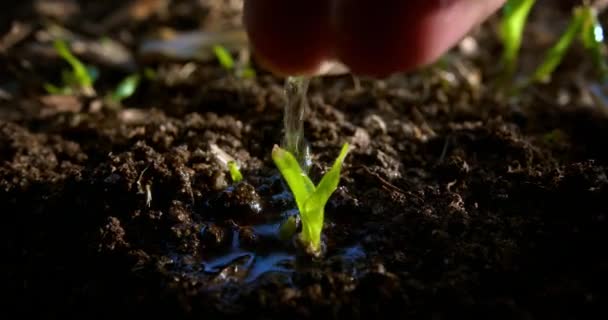 Rolnictwo Farmer Podał Wodę Zielonym Kiełkiem Zielone Sadzonki Glebie Koncepcja — Wideo stockowe