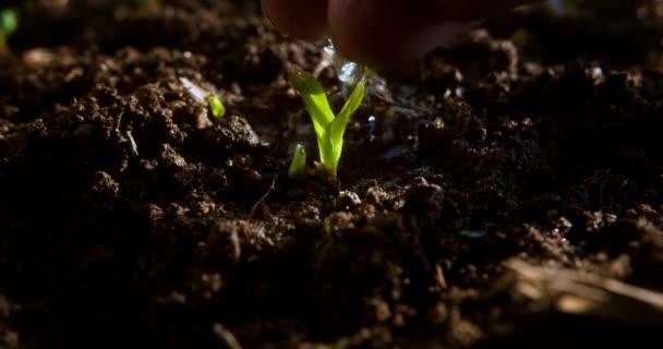 Agricultura Granjero Mano Brote Agua Verde Plántulas Verdes Suelo Concepto — Vídeos de Stock