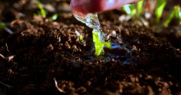 Agricultura Granjero Mano Brote Agua Verde Plántulas Verdes Suelo Concepto — Vídeo de stock