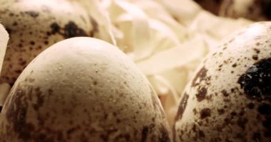 Saman yuvasındaki bıldırcın yumurtalarını kapatın. Organik tarım, doğal natürmort. İlkbahar, Paskalya. Bıldırcın yumurtalarının dönüşümlü görüntüsü. Parlak renkli bıldırcın yumurtaları. Makro. Seçici odaklanma. Bıldırcın.