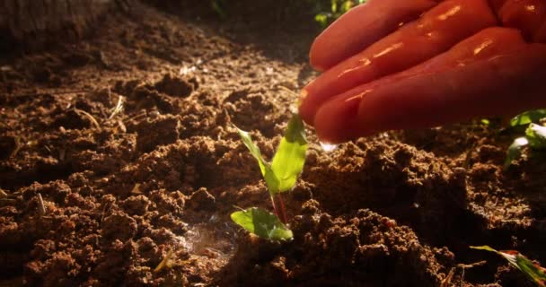 Tarım Bir Çiftçinin Suyu Yeşil Filiz Toprakta Yeşil Tohum Tarım — Stok video