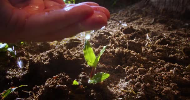 Agriculture Agriculteur Main Eau Germe Vert Semis Vert Dans Sol — Video