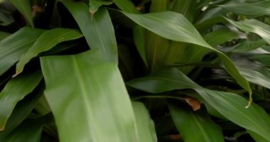 Tropik hindistan cevizi yaprağı rüzgarda sallanıyor güneş ışığı, yaz arkaplanı, yavaş çekim.