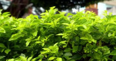 Tropik hindistan cevizi yaprağı rüzgarda sallanıyor güneş ışığı, yaz arkaplanı, yavaş çekim.