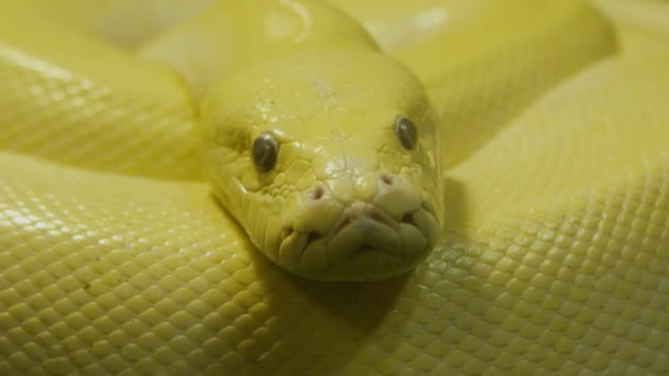 Serpent Rat Texan Isolé Sur Fond Blanc Studio Ferme Macro — Video