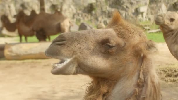 Detailní Záběr Velbloudí Tváře Arabský Velbloud Nesporným Oblíbeným Zvířetem Populace — Stock video