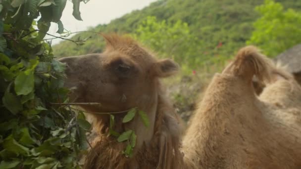 Аравійський Верблюд Їдає Листя Дерева Зоопарк Єтнаму Зблизька Верблюди Дують — стокове відео