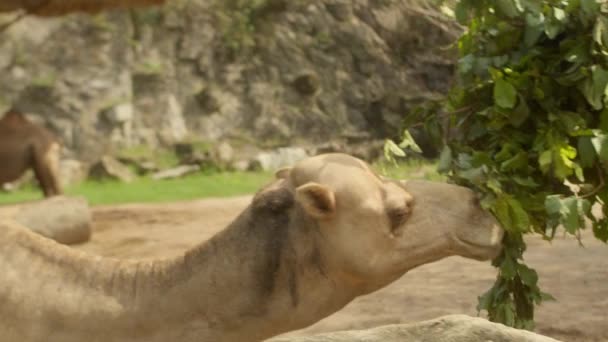 Арабский Верблюд Ест Листья Дерева Зоопарк Вьетнама Крупный План Намордника — стоковое видео