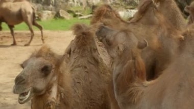 Develerin yüzüne yakın çekim. Arap devesi Arap dünyasının tartışmasız favori hayvanıdır..