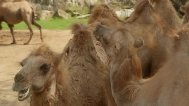 Primo Piano Del Volto Dei Cammelli Cammello Arabo Indiscusso Animale — Video Stock
