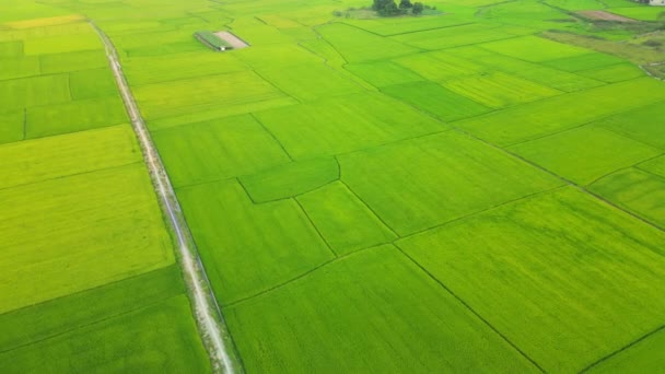 空中ビュー ドローンビュー ドローン映像 収穫期と日没の朝鮮米畑 韓国米畑のドローンビデオ — ストック動画