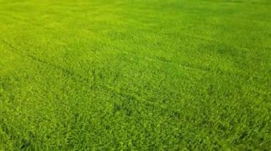 Hava manzarası, İHA görüntüsü, İHA görüntüleri, hasat mevsimi ve günbatımında Kore pirinç tarlaları, Kore pirinç tarlalarının insansız hava aracı videosu.