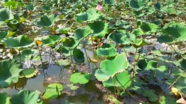 Vietnam 'da kırmızı nilüferli göl, lotus mevsiminin sonu. 4K