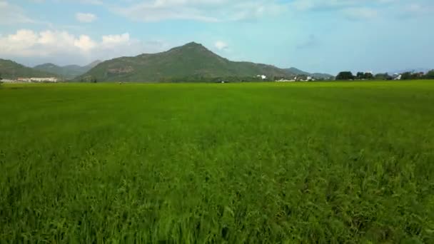 大規模な山 ドローンビデオベトナムの田んぼを背景に 収穫期中のベトナムの田んぼのドローン映像 コンセプトフィールド小麦粒 — ストック動画