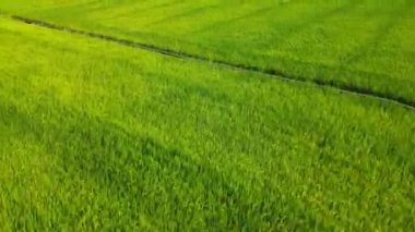 Hava manzarası, İHA görüntüsü, İHA görüntüleri, hasat mevsimi ve günbatımında Kore pirinç tarlaları, Kore pirinç tarlalarının insansız hava aracı videosu.