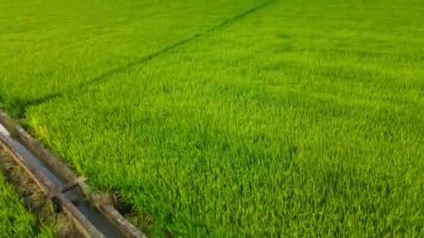 Вид Воздуха Вьетнамские Рисовые Поля Сезон Уборки Урожая Заката Видео — стоковое видео