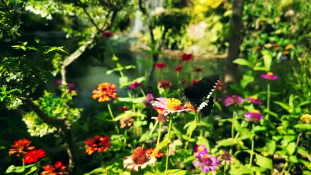Monarch Motýl Zaparkované Květní Stvol Slunečné Ráno Zahradě — Stock video