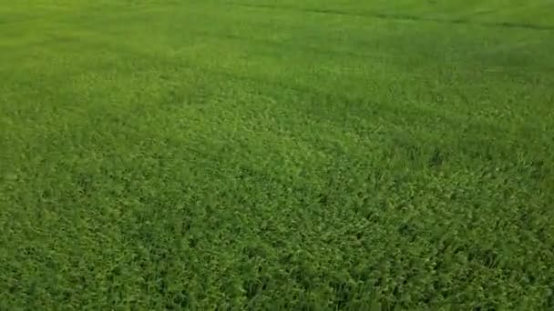 Luftaufnahme Drohnenaufnahme Drohnenaufnahmen Koreanische Reisfelder Der Erntezeit Und Bei Sonnenuntergang — Stockvideo