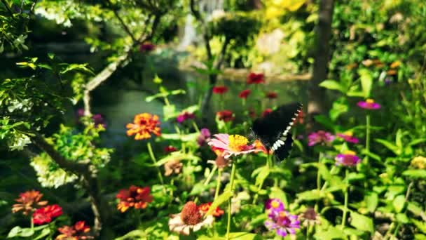 Farfalla Monarca Parcheggiata Sul Gambo Del Fiore Nella Soleggiata Mattina — Video Stock