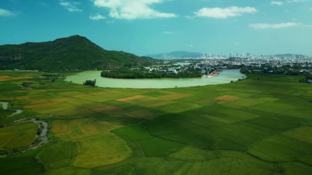 Top View Aerial Vietnam Golden Green Rice Fields Sun Flare — Stok video