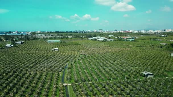 Vista Superior Árboles Frutales Dragón Creciendo Hileras Pitaya Granja Vietnam — Vídeos de Stock