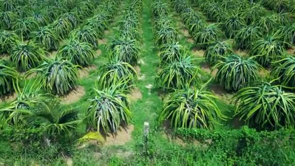 Vista Superior Árboles Frutales Dragón Creciendo Hileras Pitaya Granja Vietnam — Vídeos de Stock