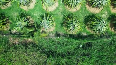 Vietnam 'da pitaya çiftliğinde üst düzey ejderha meyve ağaçları yetişiyor. Organik bir çiftlikteki bir ejderha bahçesinin havadan görünüşü. Ejderha meyvesi, sıcakta yetişir. 4K.