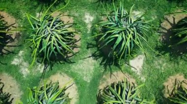 Vietnam 'da pitaya çiftliğinde üst düzey ejderha meyve ağaçları yetişiyor. Organik bir çiftlikteki bir ejderha bahçesinin havadan görünüşü. Ejderha meyvesi, sıcakta yetişir. 4K.