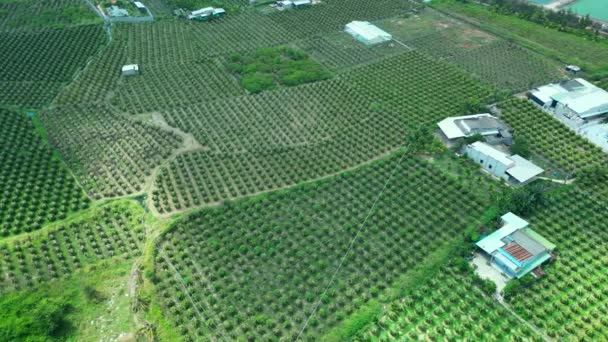 Légi Felvétel Egy Sárkánygyümölcsösről Egy Biogazdaságban Sárkánygyümölcs Amit Hőségben Termesztenek — Stock videók