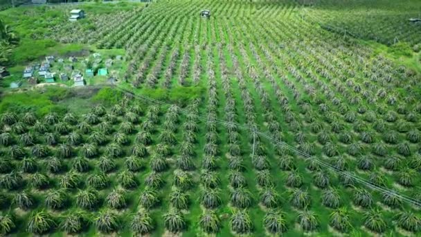 Aerial View Dragon Orchard Organic Farm Dragon Fruit Grown Heat — Stock Video