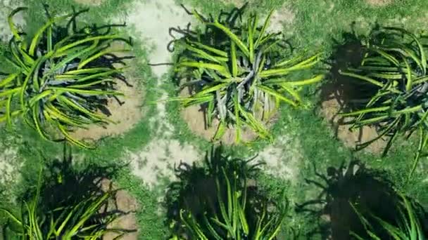 有機農場でのドラゴン果樹園の空中ビュー ドラゴンフルーツ 熱で栽培 トップビュードラゴンフルーツの木が連続して成長ベトナムのピタヤ農場で — ストック動画
