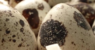 Saman yuvasındaki bıldırcın yumurtalarını kapatın. Organik tarım, doğal natürmort. İlkbahar, Paskalya. Bıldırcın yumurtalarının dönüşümlü görüntüsü. Parlak renkli bıldırcın yumurtaları. Makro. Seçici odaklanma. Bıldırcın.