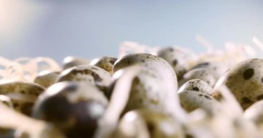 Saman yuvasındaki bıldırcın yumurtalarını kapatın. Organik tarım, doğal natürmort. İlkbahar, Paskalya. Bıldırcın yumurtalarının dönüşümlü görüntüsü. Parlak renkli bıldırcın yumurtaları. Makro. Seçici odaklanma. Bıldırcın.