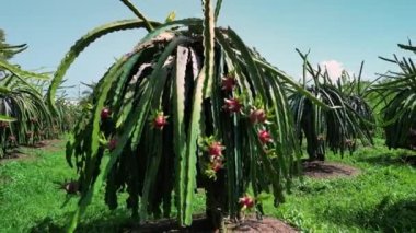 Ejderha meyvesi, sıcakta yetişir. Vietnam 'da pitaya çiftliğinde üst düzey ejderha meyve ağaçları yetişiyor. Organik bir çiftlikteki bir ejderha bahçesinin havadan görünüşü. 4K.