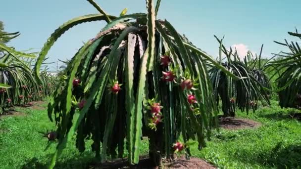 ドラゴンフルーツ 熱で栽培 トップビュードラゴンフルーツの木が連続して成長ベトナムのピタヤ農場で 有機農場でのドラゴン果樹園の空中ビュー — ストック動画