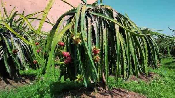 ドラゴンフルーツ 熱で栽培 トップビュードラゴンフルーツの木が連続して成長ベトナムのピタヤ農場で 有機農場でのドラゴン果樹園の空中ビュー — ストック動画